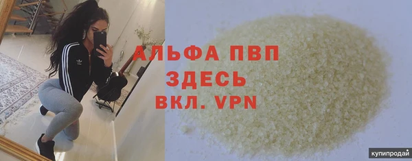 сатива Новозыбков